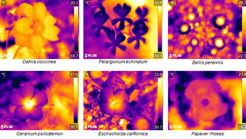 Various heat patterns seen in the flowers examined. (Image: University of Bristol)